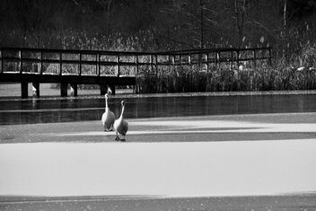 Afternoon Stroll - image gratuit #496713